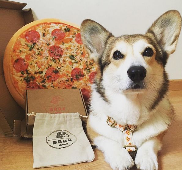 The Bark Co.